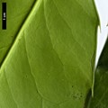 SpeciesSub: subsp. platyphylla